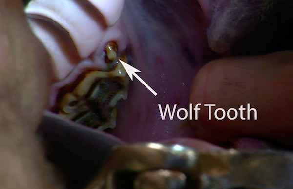 jac-wolf-tooth.png